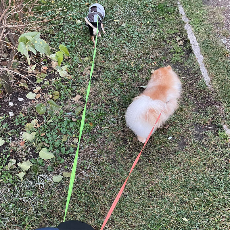 Retractable Reflective Dog Leash for Small Dogs with 360° Swivel and Integrated Lights - Dual Pet Walking Solution